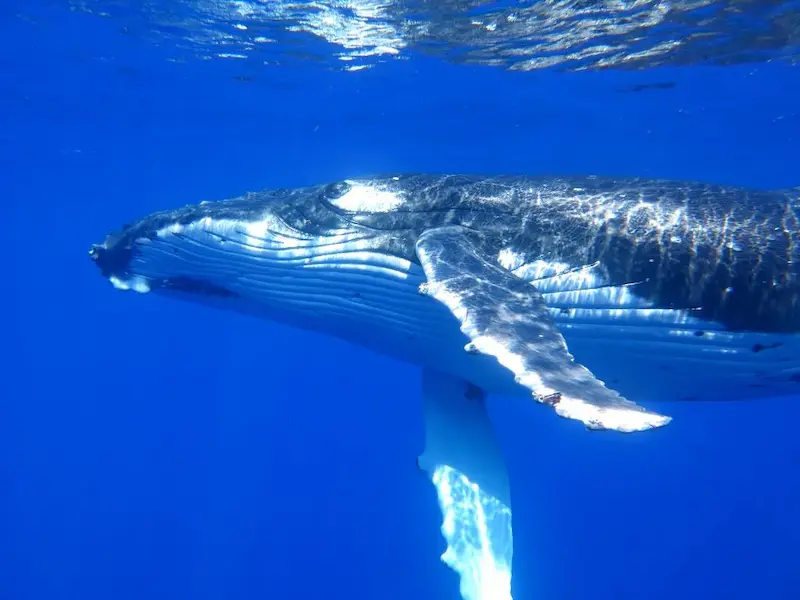 sometimes-the-humpback copie.jpg