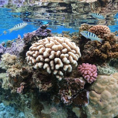 a coral in the water