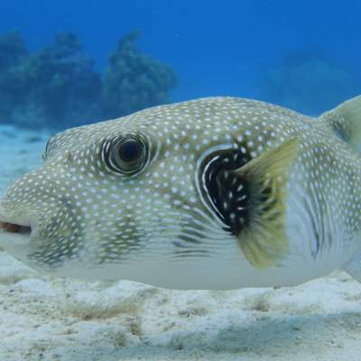 a fish swimming under water