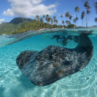 a fish swimming under water