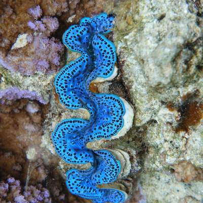 a close up of an animal