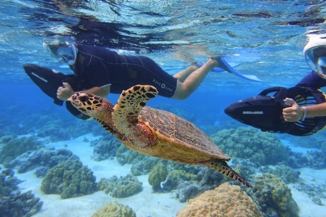 a group of people swimming in a body of water