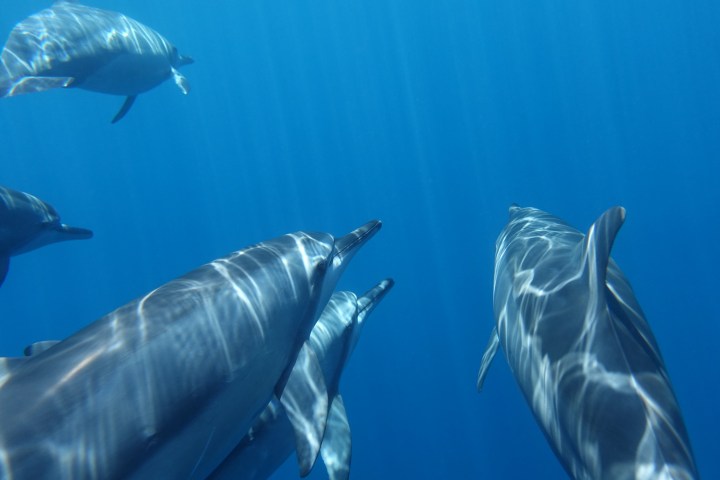 a group of fish in a clear blue sky