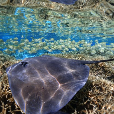 a fish swimming under water