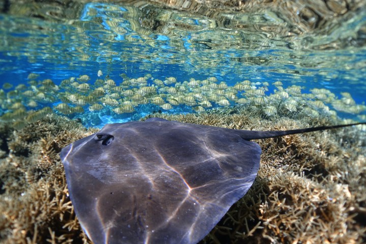 a fish swimming under water