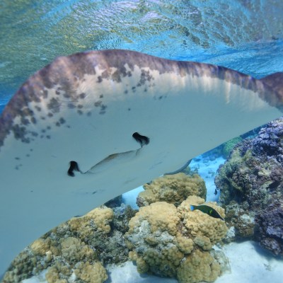 a bird swimming in water