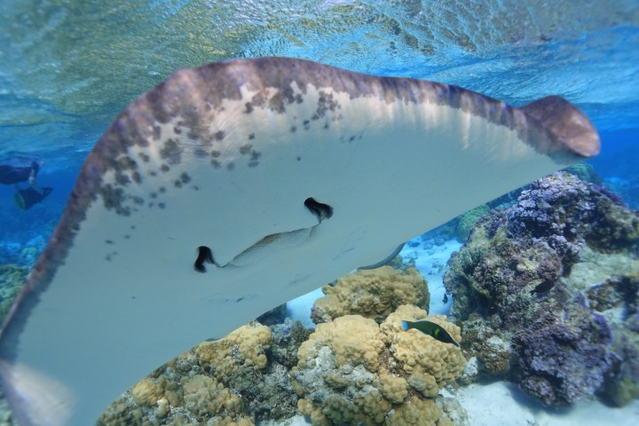 a bird swimming in water