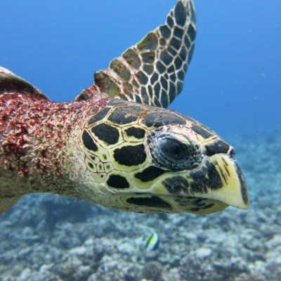 a turtle swimming under water