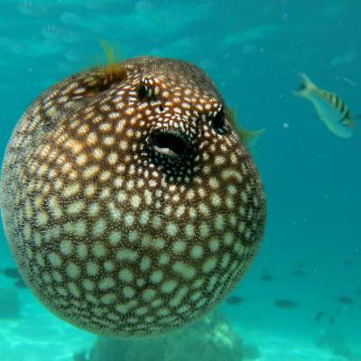 a close up of a fish swimming under water