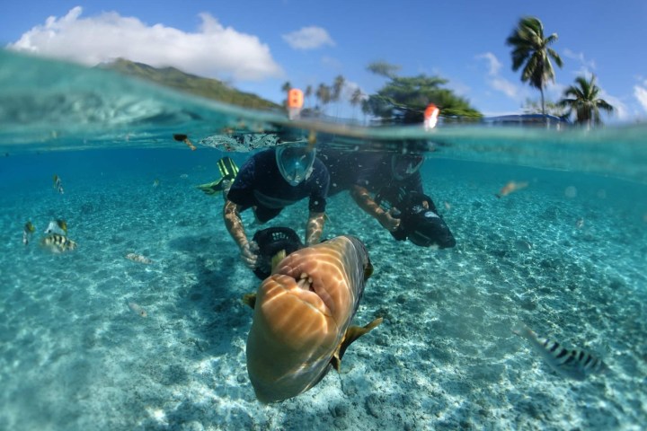 a group of people swimming in a body of water