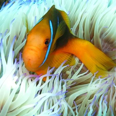 a fish swimming under water