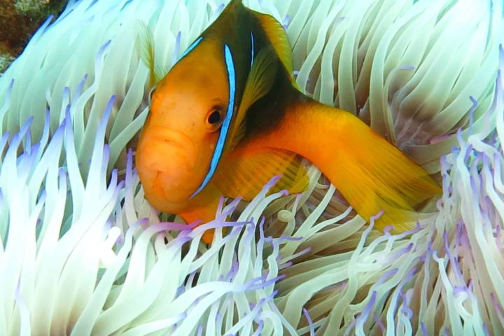 a fish swimming under water