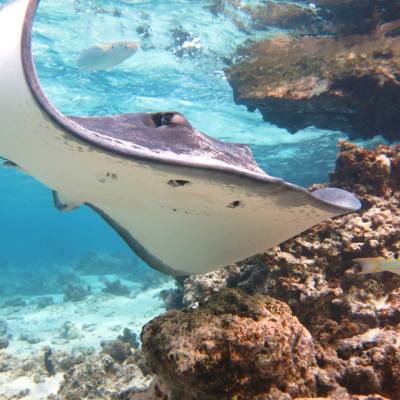 a close up of a fish on a rock near the ocean
