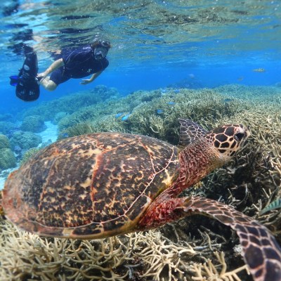 a turtle swimming under water