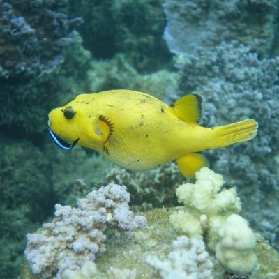 a close up of a fish