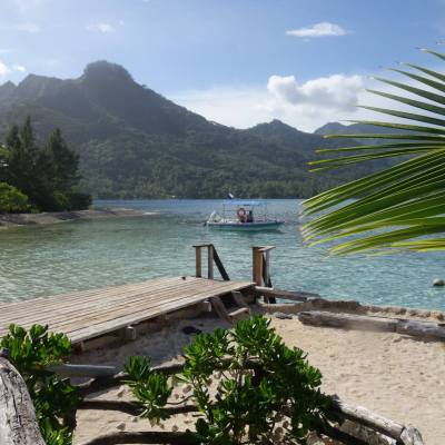 a group of palm trees next to a body of water