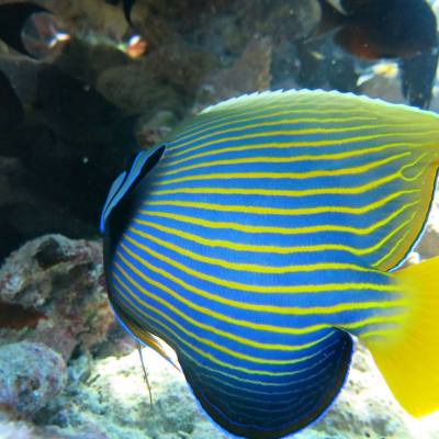 a fish swimming under water