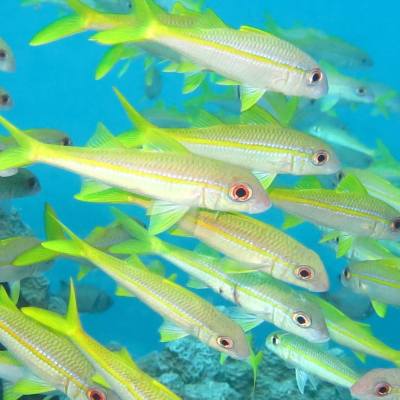 a group of fish in the water