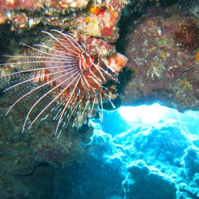 a fish swimming under water