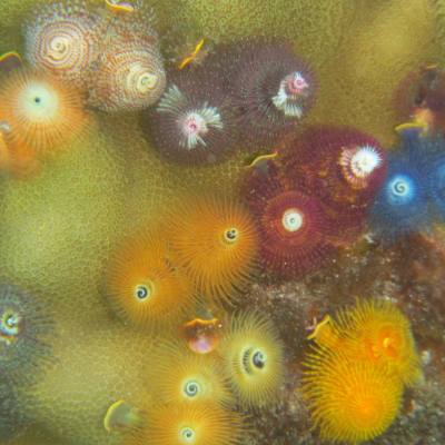 a group of colorful flowers