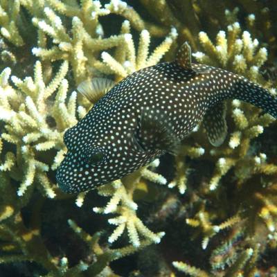 a close up of an animal