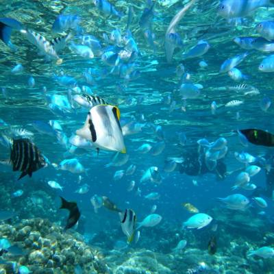 a group of underwater
