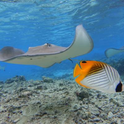 a fish swimming under water