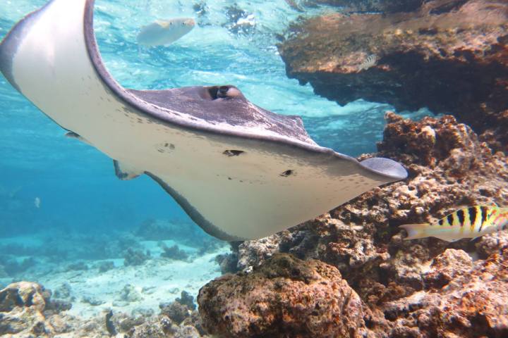 a close up of a fish on a rock near the ocean