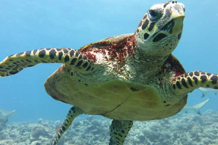 a turtle swimming under water