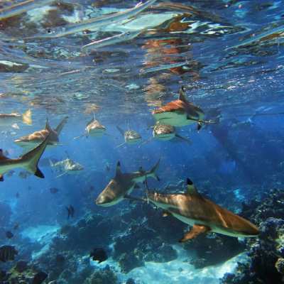 a bird swimming in water
