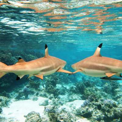 a flock of seagulls in a pool of water