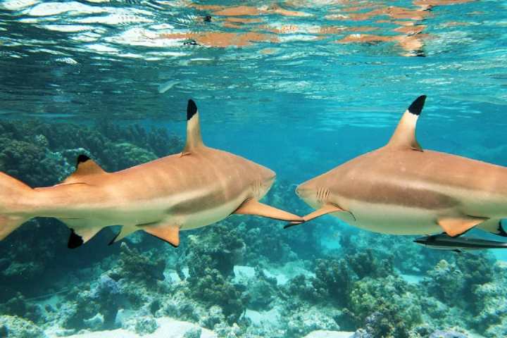 a flock of seagulls in a pool of water