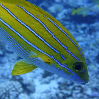 a close up of a fish