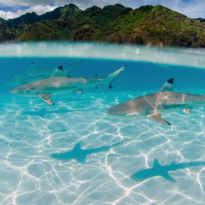 a fish swimming in a pool of water