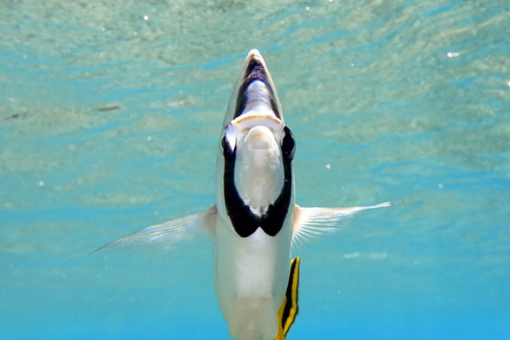 a penguin swimming in a body of water