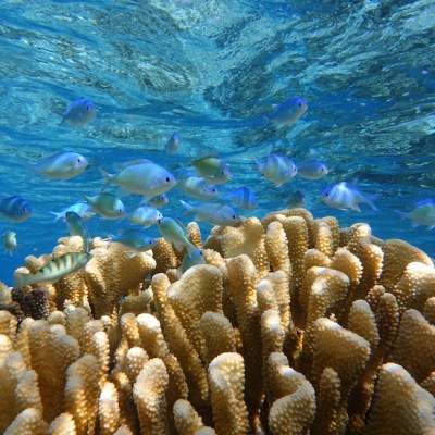 a coral in the water