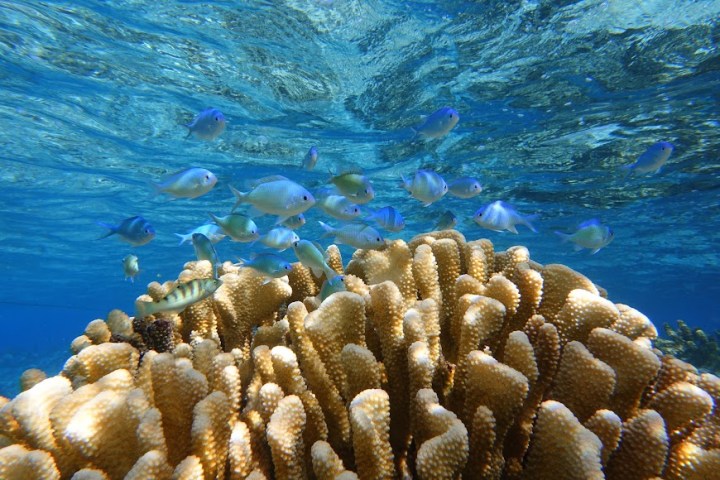 a coral in the water