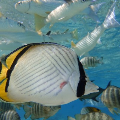 a fish swimming under water