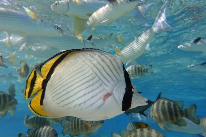 a fish swimming under water