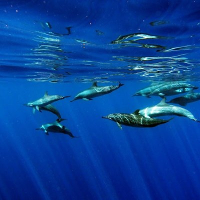 a bird flying over a body of water
