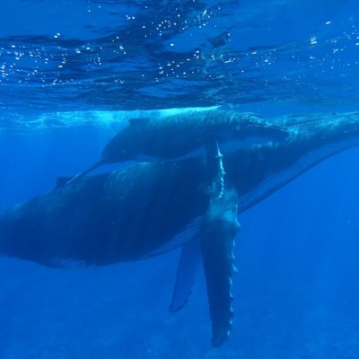 a polar bear swimming in a body of water