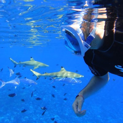 a bird swimming in water