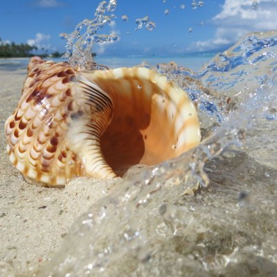 a bird standing on a beach