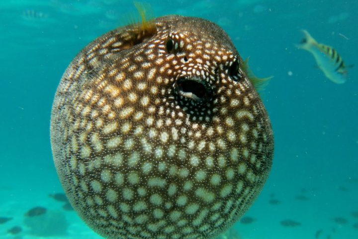 a close up of a fish swimming under water