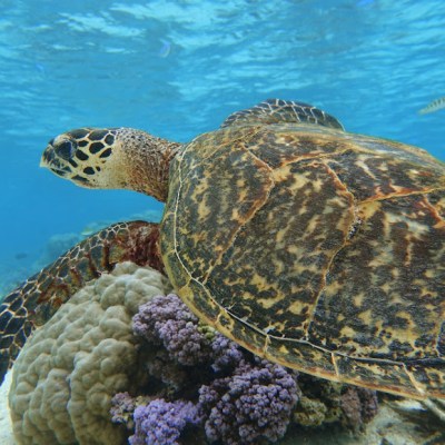 a turtle swimming under water