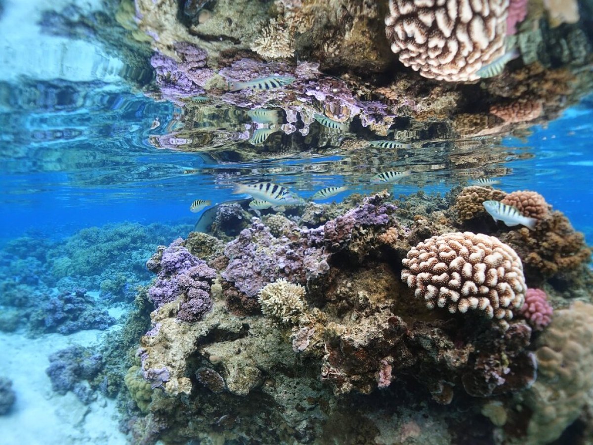 a close up of a rock next to water