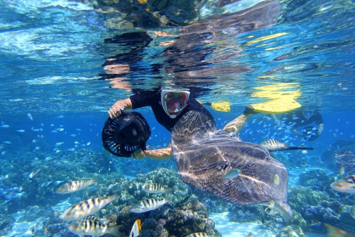 a turtle swimming under water