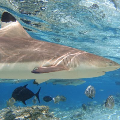 a fish swimming under water