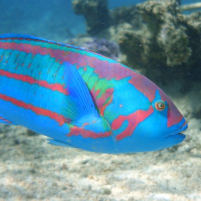 a fish swimming under water