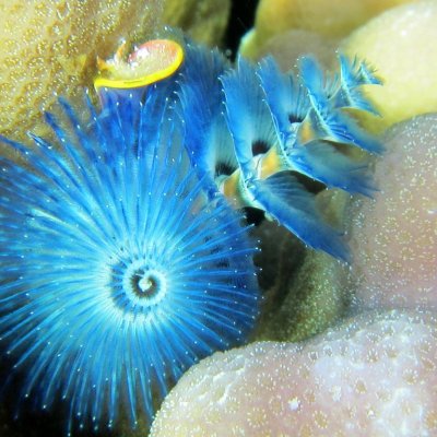 a fish swimming under water